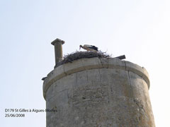 Cigogne en Camargue