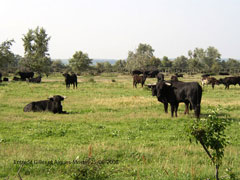 Taureaux camarguais