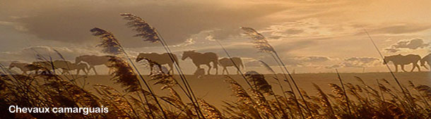 Les chevaux camarguais