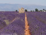 Plateau de Valensole