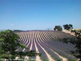 Plateau de Valensole