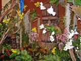 Festival des Orchidées