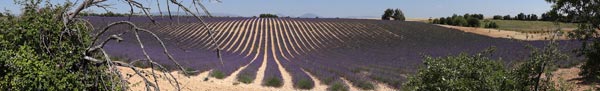 Plateau de Valensole Plateau de Valensole