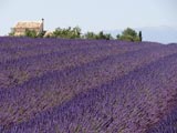 Plateau de Valensole