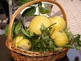 Citrons et Cédrats de Menton