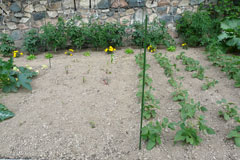 Potager Juin 2009