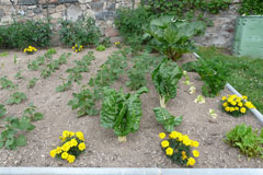 Potager Juin 2009