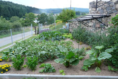 Potager Juillet 2009