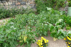 Potager Juillet 2009