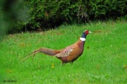 Coq faisan en ballade au jardin