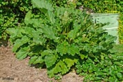 Potager en juillet 2010