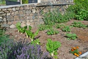 Potager en juillet 2010