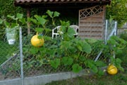 Potager en août 2010