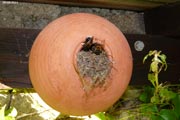 Le nichoir à oiseaux occupé par une colonie de bourdons des arbres.