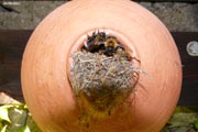 Le nichoir à oiseaux occupé par une colonie de bourdons des arbres.