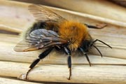 Bourdon des arbres (Bombus hypnorum)