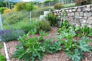 Le coin Nord du potager