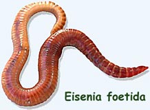 Eisenia Foetida