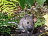 Mulot Sylvestre - Apodemus Sylvaticus (© J.C. Shou - Biopix)