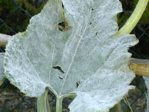 Feuille de courgette malade