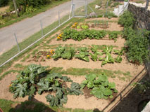 Potager en 2006 2