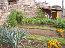 Potager en 2006 3