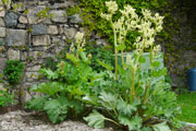 Rhubarbe en fleurs