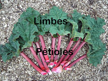 Rhubarbe Pétioles