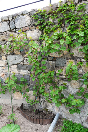 planter une vigne contre un mur